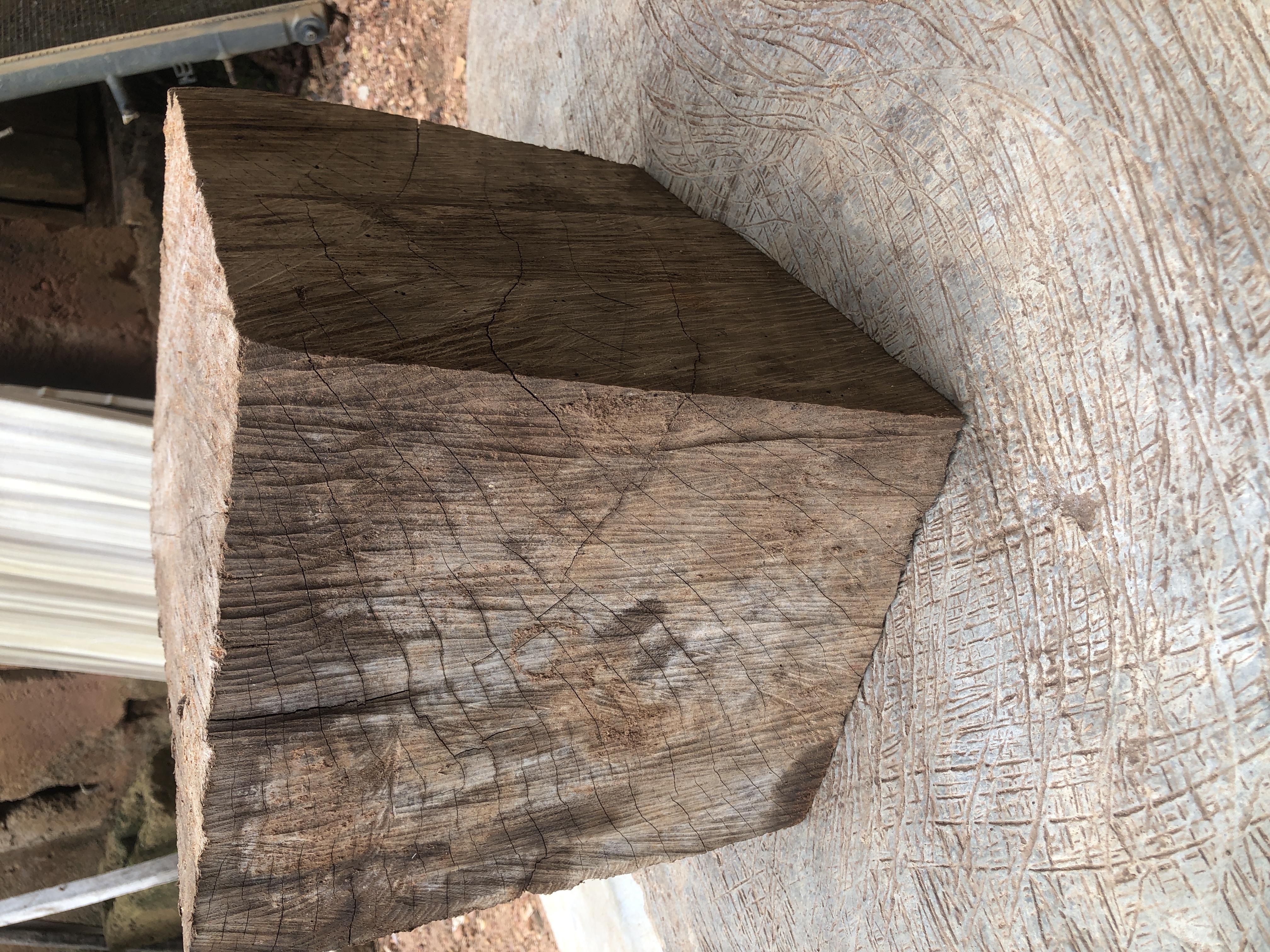 Tree Stump