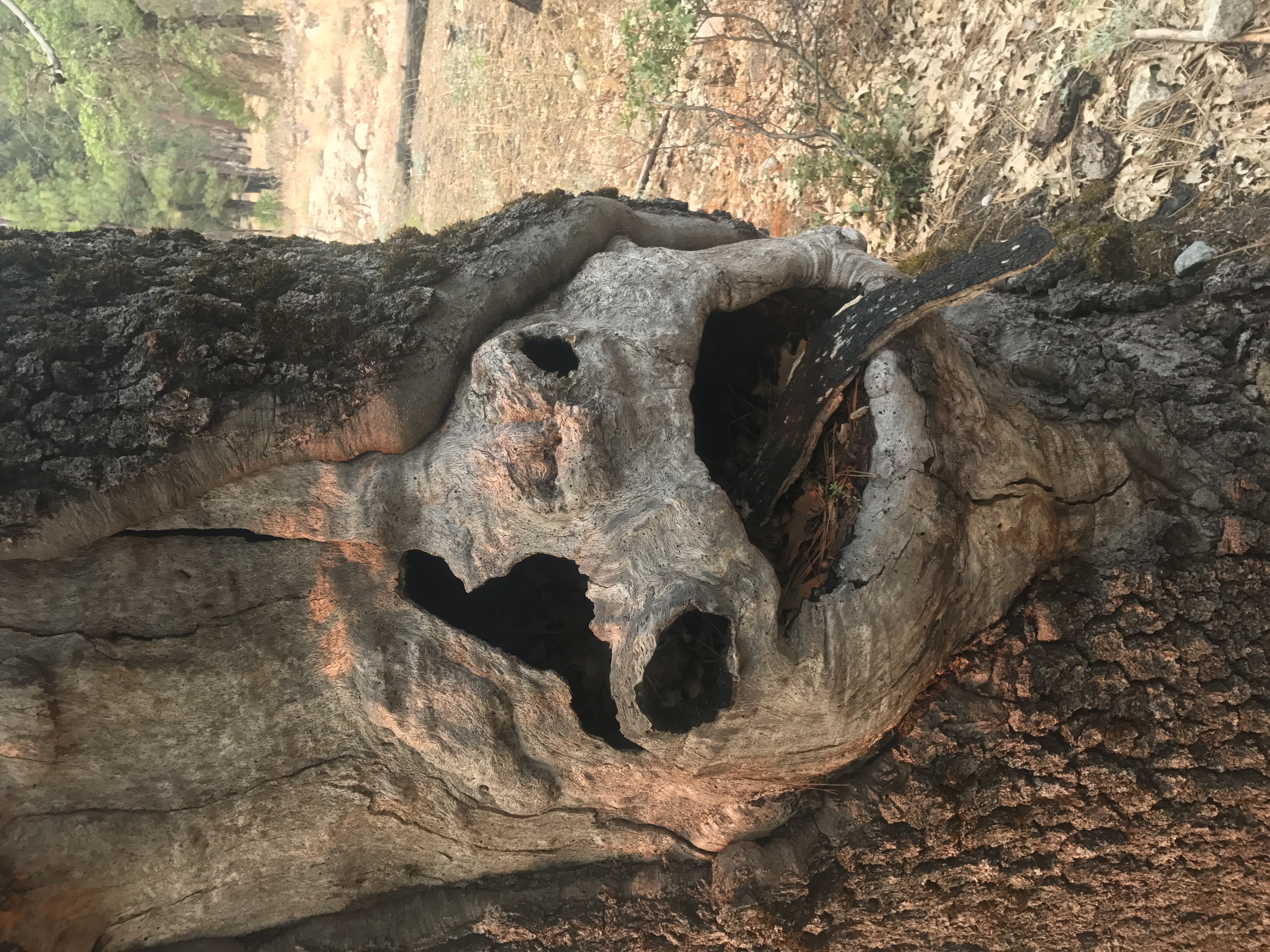 Tree Trunk